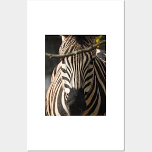 Zebra Posters and Art